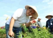 Panen Perdana, Pj Bupati Dedy Apresiasi Program Pemanfaatan Lahan Kelompok Petani Cabai